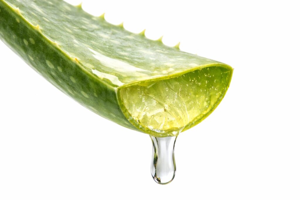 Aloe Vera Plant Benefits for Skin, Hair, Digestion 8 Wellness Guide aloe vera leaf gel and latex layers