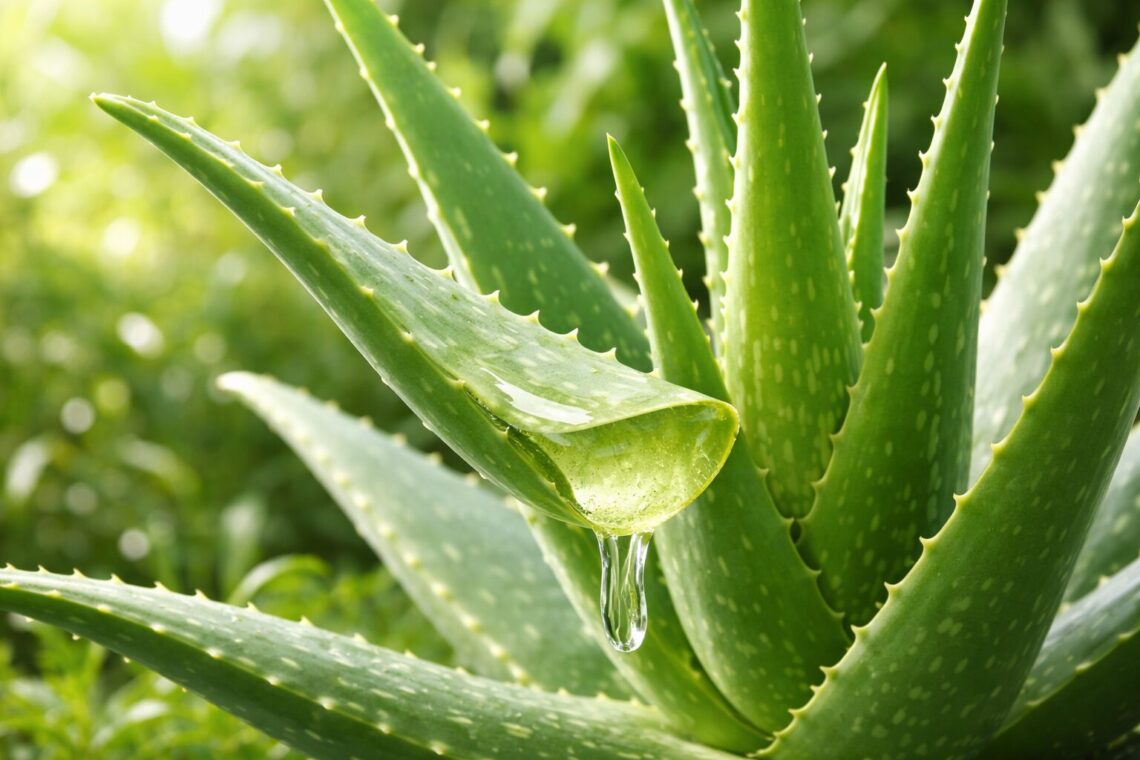 Aloe Vera Plant Benefits for Skin, Hair, Digestion 8 Wellness Guide aloe vera plant benefits for skin and health