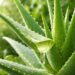 Aloe Vera Plant Benefits for Skin, Hair, Digestion 8 Wellness Guide aloe vera plant benefits for skin and health